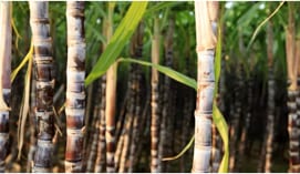 Sugarcane Bagasse