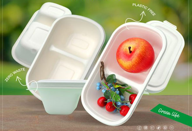 Why can bagasse be used to produce molded pulp tableware?
